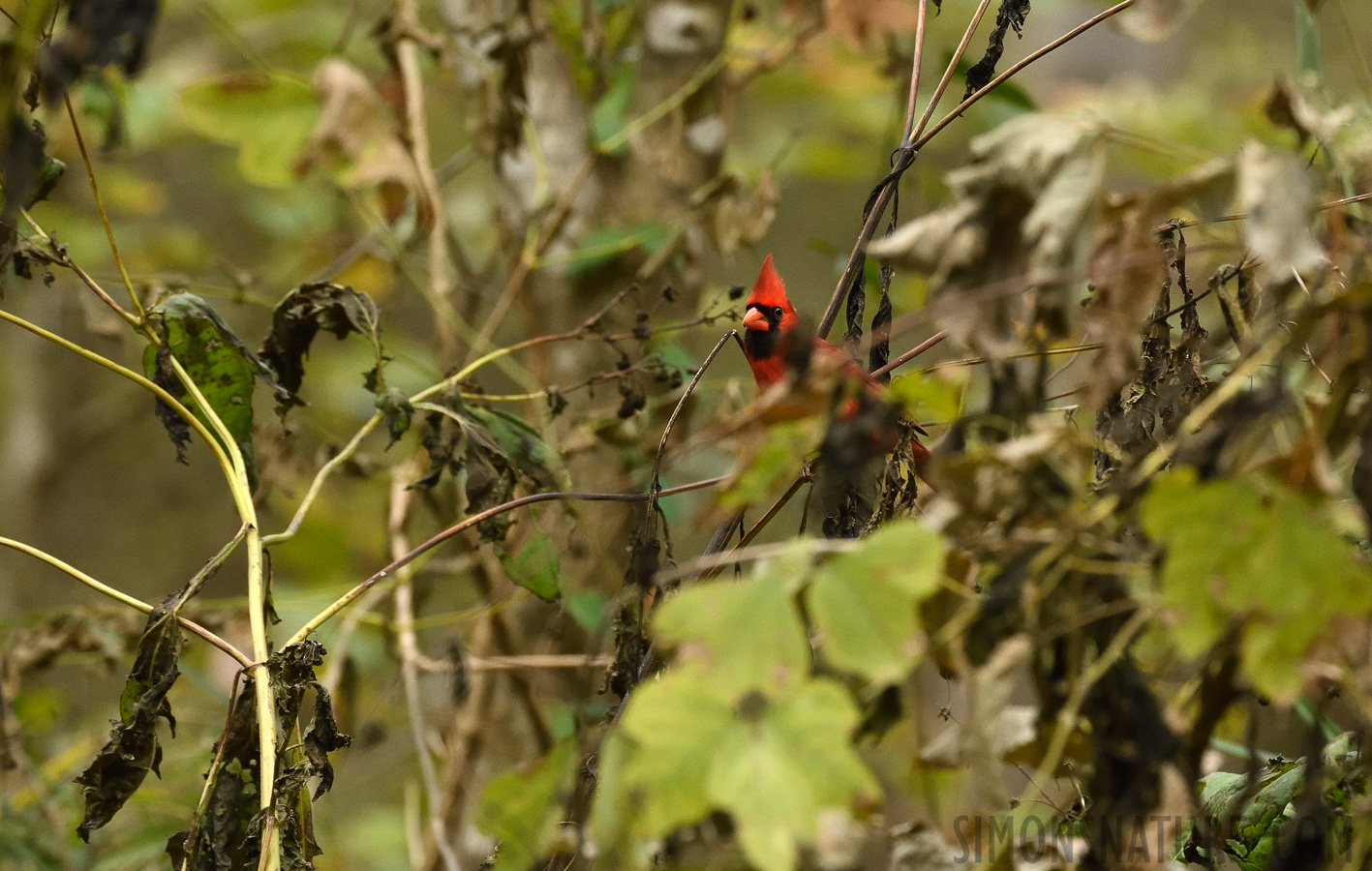 Cardinalis cardinalis cardinalis [400 mm, 1/400 sec at f / 8.0, ISO 2000]